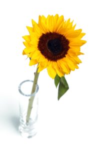 AIF Sunflower