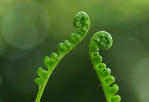 Two ferns growing together