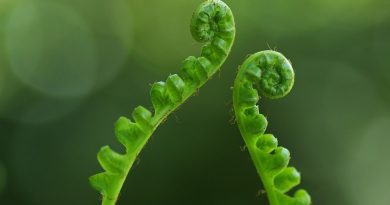 Two ferns growing together